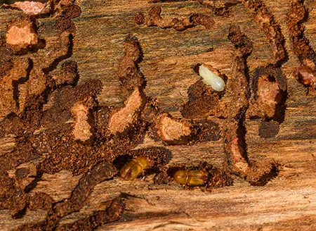Wood damage by wood insects